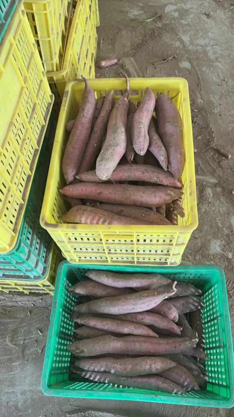 大荔县沙地种植板栗红薯红皮红肉蛋黄心粉面香甜