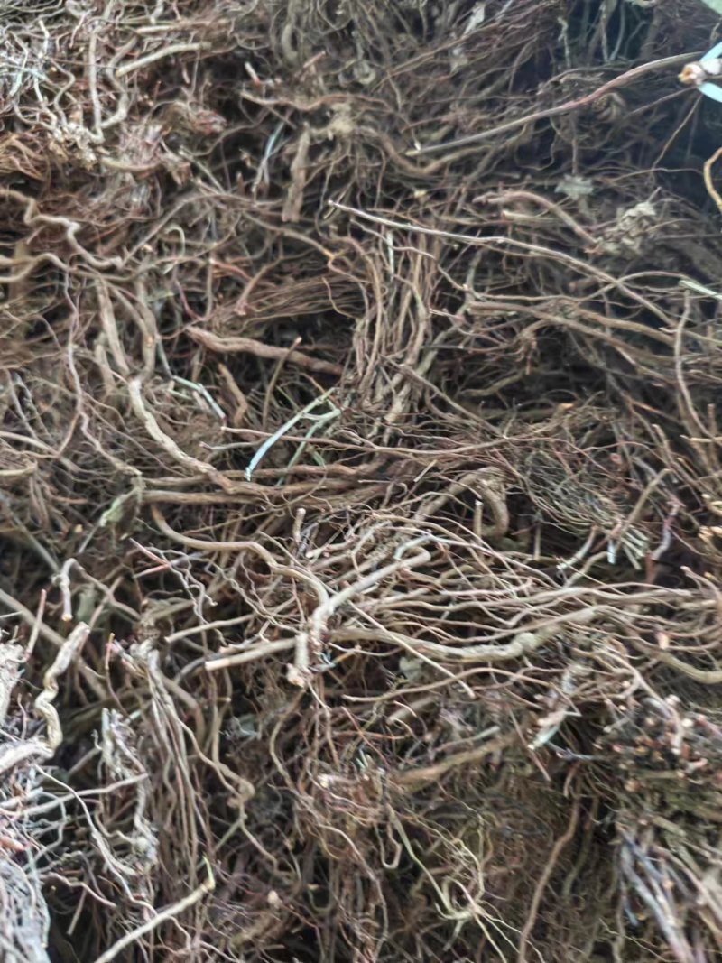 中药材，茜草鸿茅根野生茜草，大量供应野生茜草鸿茅根
