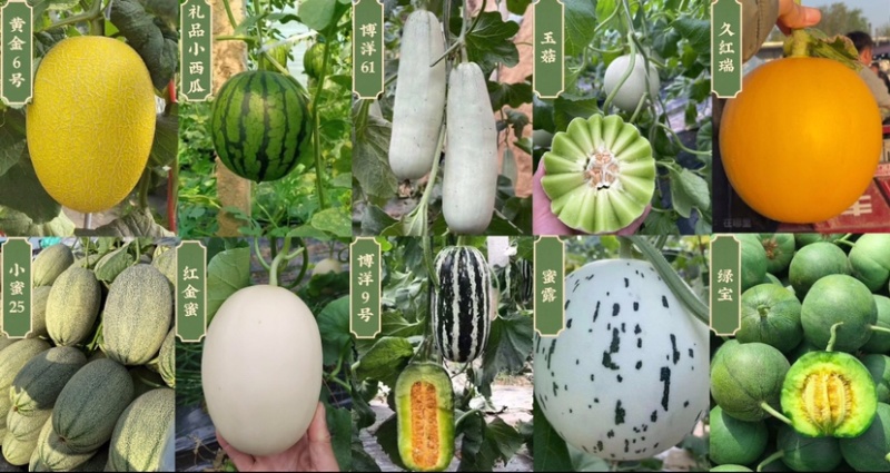【热卖】莘县冰淇淋玉菇甜瓜精品甜瓜保质诚信经营