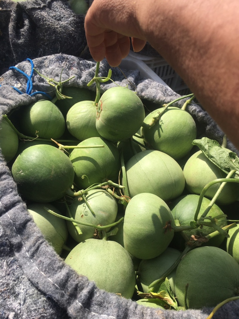 【热卖】莘县冰淇淋玉菇甜瓜精品甜瓜保质诚信经营