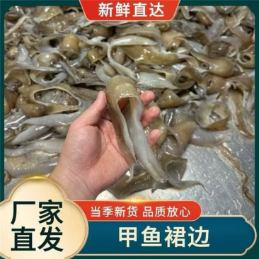 【优质】甲鱼裙边，耐煮耐炖，品质好，货量足，可零售可批发