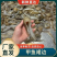 【优质】甲鱼裙边，耐煮耐炖，品质好，货量足，可零售可批发