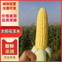 湖北宜昌精选太阳花玉米大量上市品质好欢迎大家咨询合作