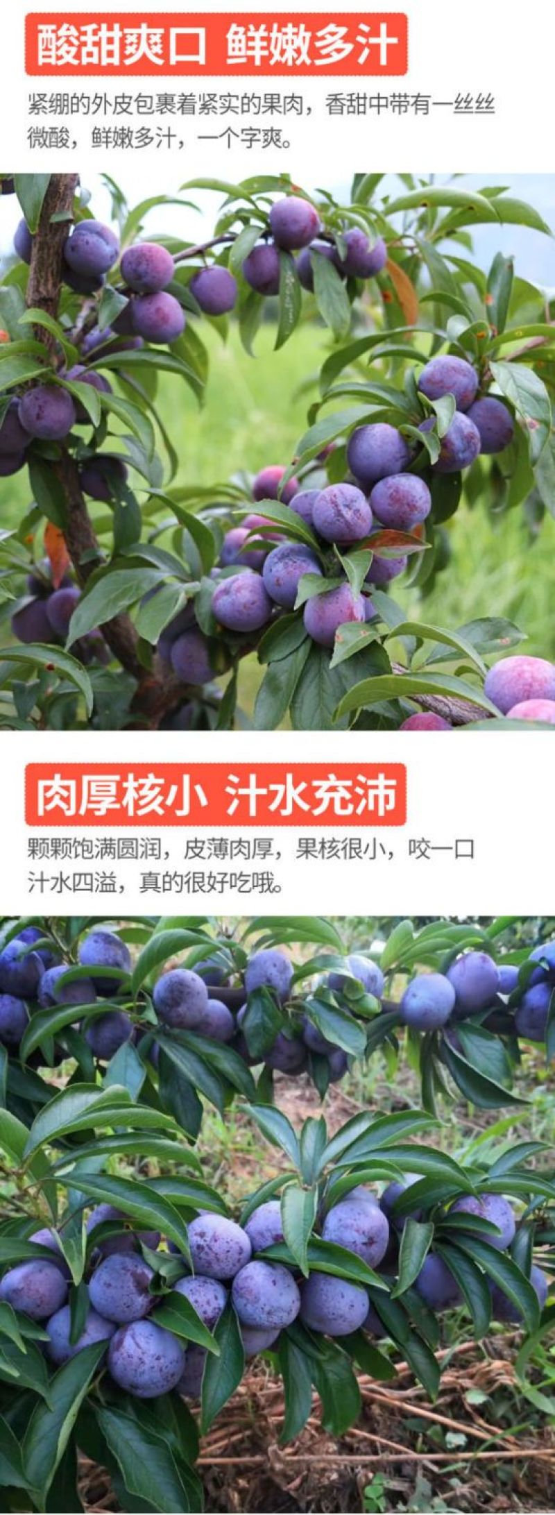 四川雅安小脆红李茵红李大量上市。对接各大电商团购市场平台