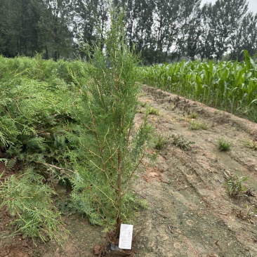 侧柏杯苗营养袋苗绿篱绿化工程荒山造林苗柏树苗