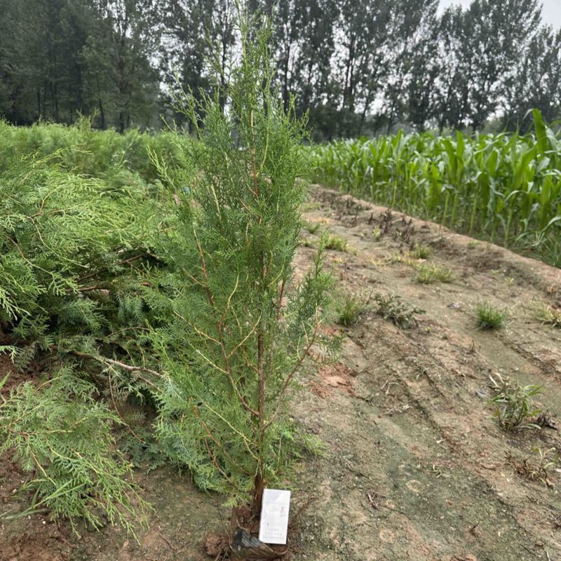 侧柏杯苗营养袋苗绿篱绿化工程荒山造林苗柏树苗
