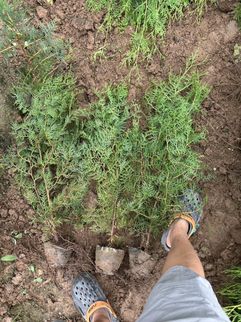 侧柏杯苗营养袋苗绿篱绿化工程荒山造林苗柏树苗