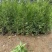 侧柏杯苗营养袋苗绿篱绿化工程荒山造林苗柏树苗