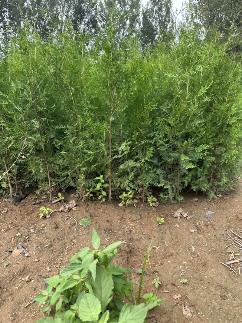 侧柏杯苗营养袋苗绿篱绿化工程荒山造林苗柏树苗