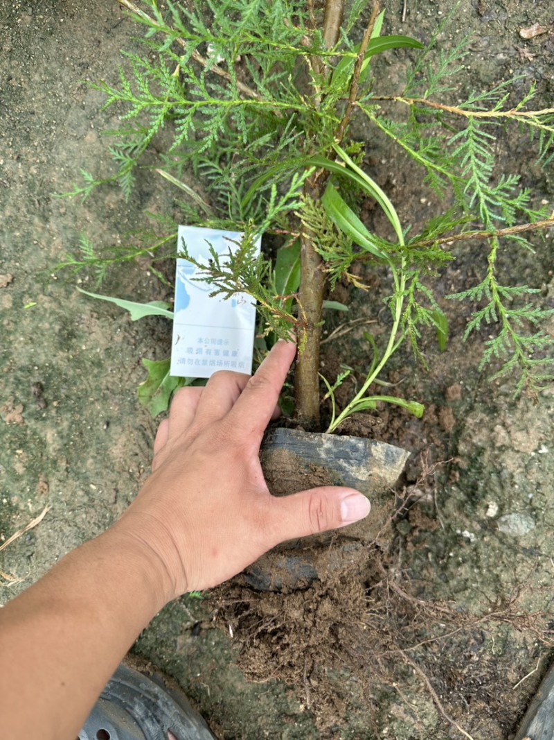 侧柏杯苗营养袋苗绿篱绿化工程荒山造林苗柏树苗