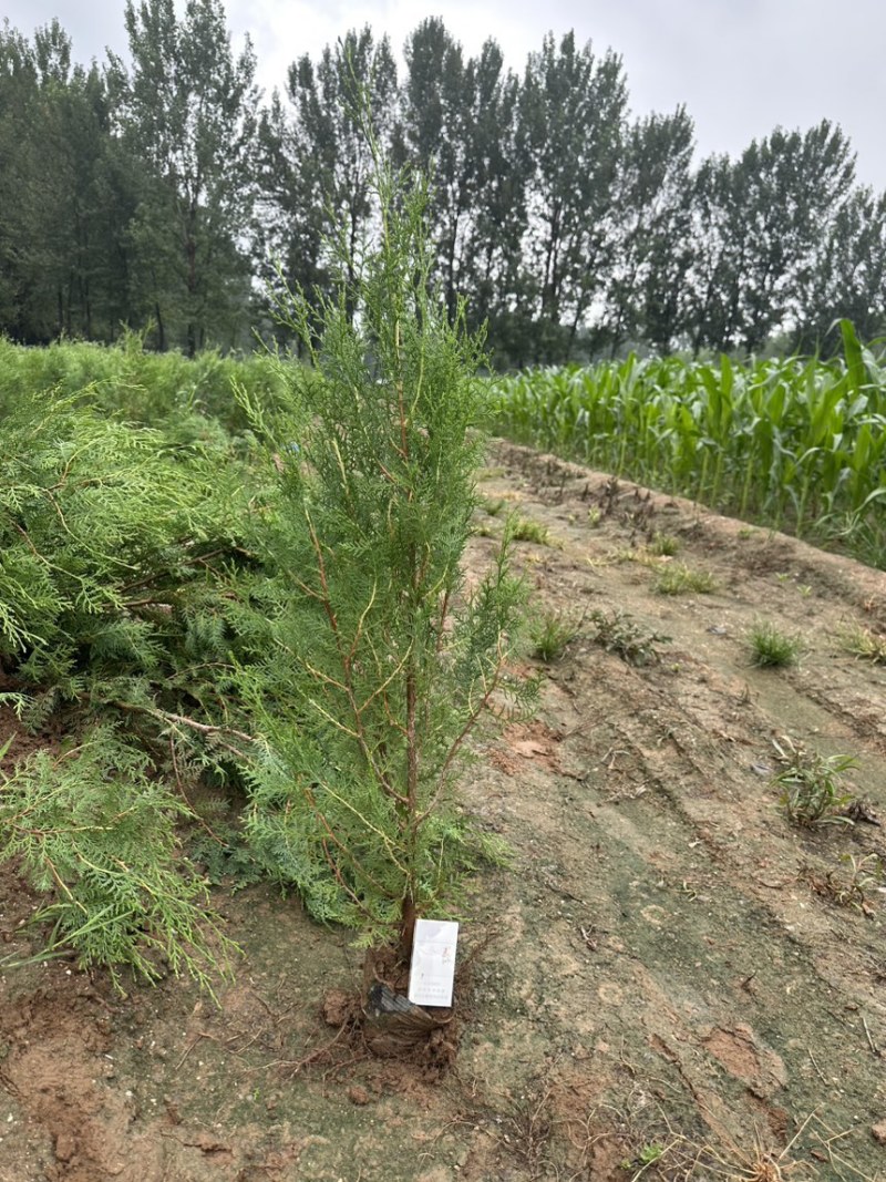 侧柏杯苗营养袋苗绿篱绿化工程荒山造林苗柏树苗