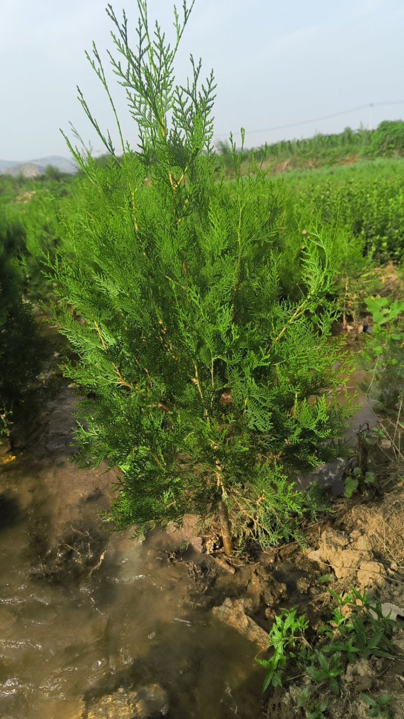 侧柏杯苗营养袋苗绿篱绿化工程荒山造林苗柏树苗