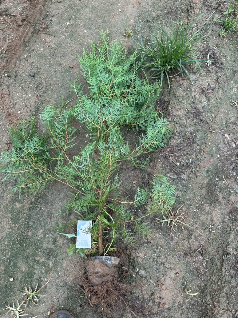 侧柏杯苗营养袋苗绿篱绿化工程荒山造林苗柏树苗