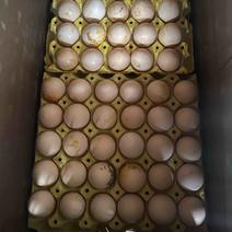 果园散养鸡蛋