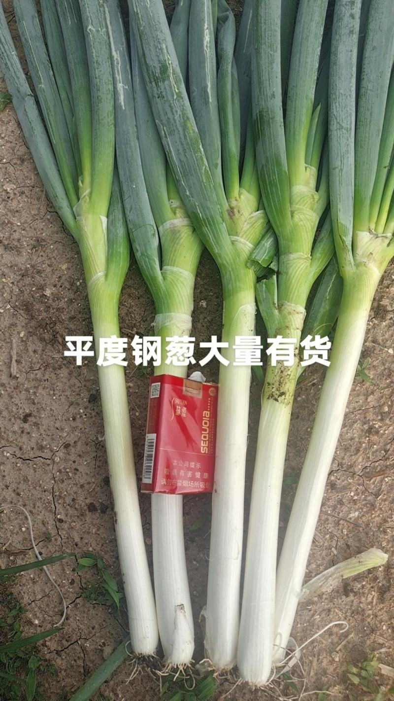 平度铁杆大葱大量上市，质量保证