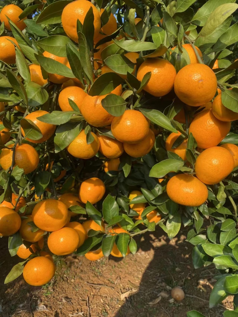 早熟蜜橘薄皮无籽多汁规格齐全坏烂包赔对接电商商超社区团购