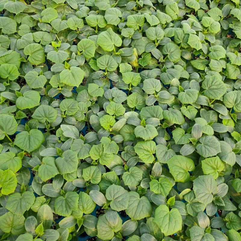 博颖92黄瓜种苗，密刺绿瓤强雌品种产量高抗病性强