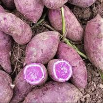 紫薯湖北产区直发对接全国采购商保质保量稳定供货
