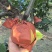 【秋月梨】，砀山产地新鲜套袋脆甜多汁可发电商商超市场