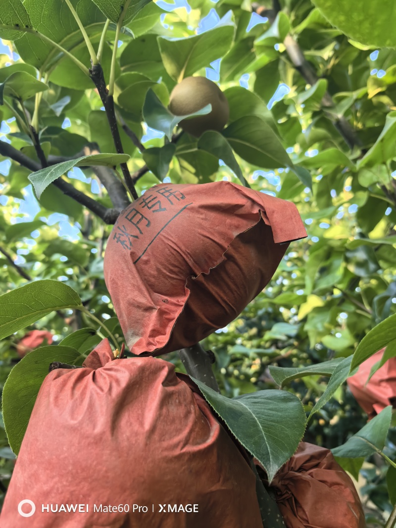 【秋月梨】，砀山产地新鲜套袋脆甜多汁可发电商商超市场