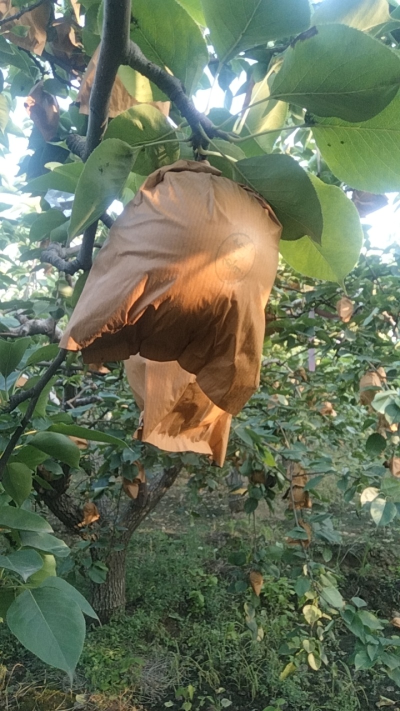 自家种植的皇冠梨上市了，脆甜多汁纯绿色