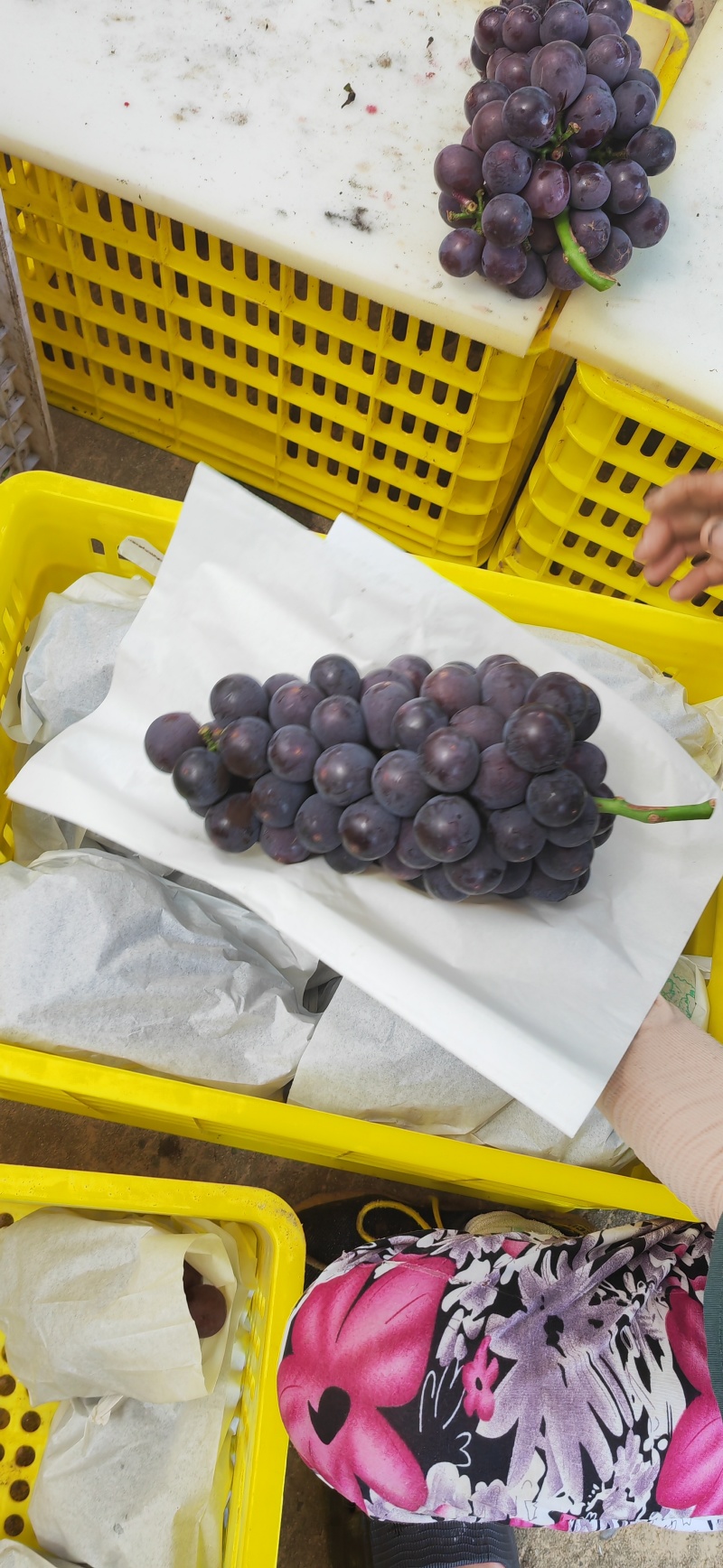 陕西城固雨棚户太八号夏黑串型好颗粒大糖分高大量