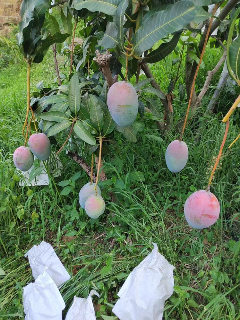 攀枝花凯特………………………………………………
