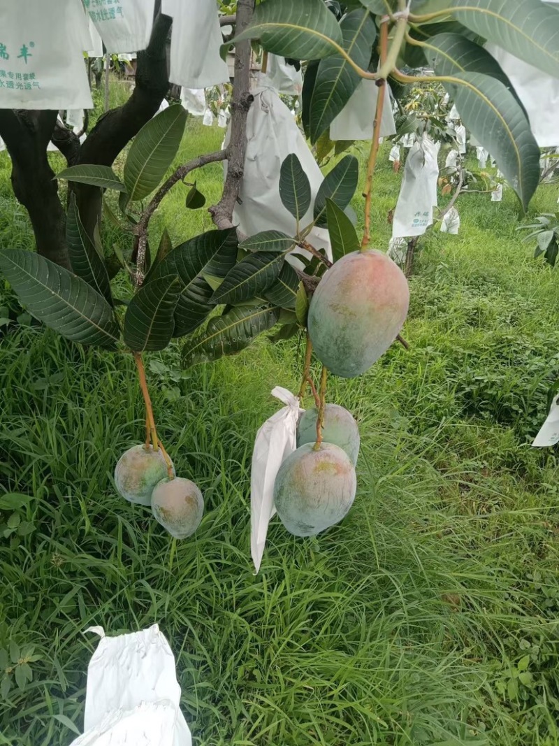 攀枝花凯特………………………………………………