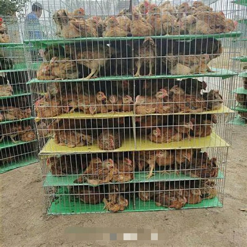 脱温鸡苗出售红玉公鸡苗土鸡苗笨鸡苗青脚麻鸡苗出壳苗