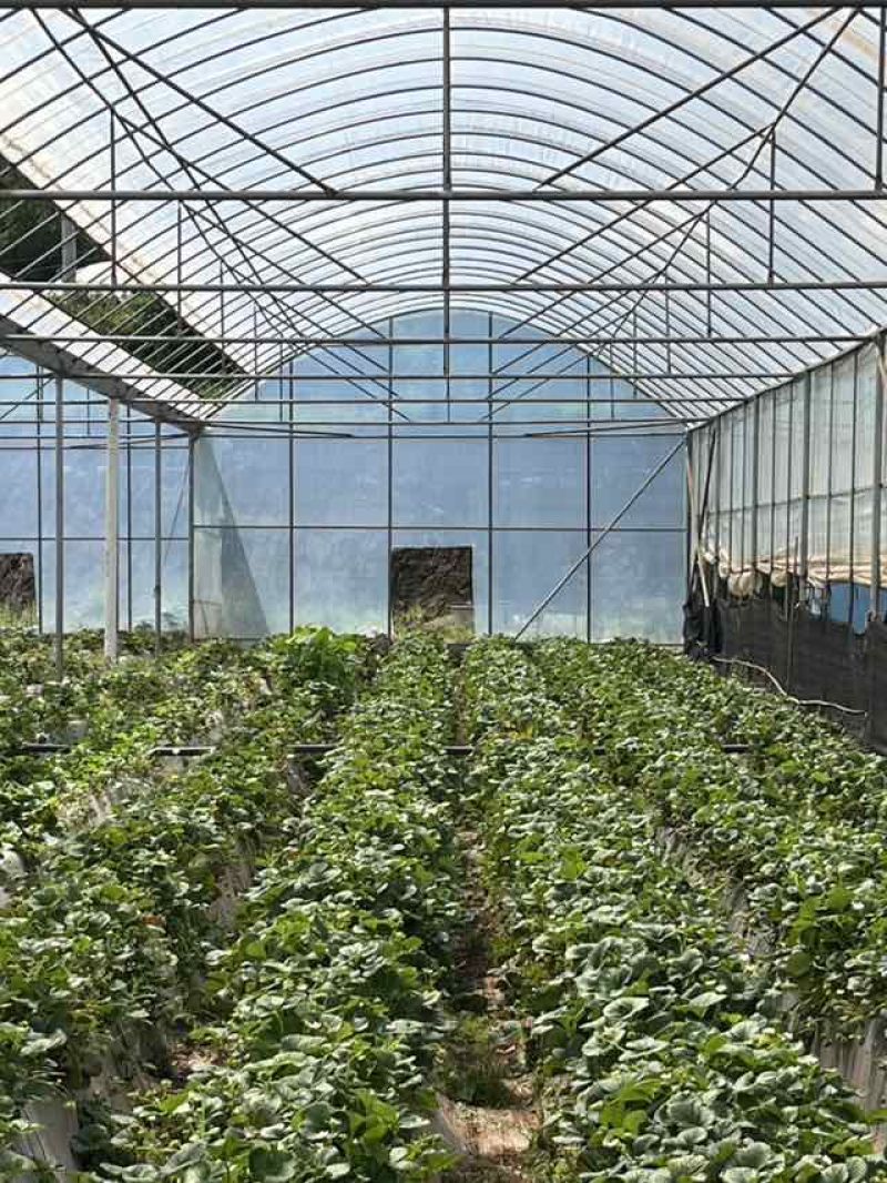 云南夏季红颜双流草莓烘培蛋糕奶茶商用口感酸甜