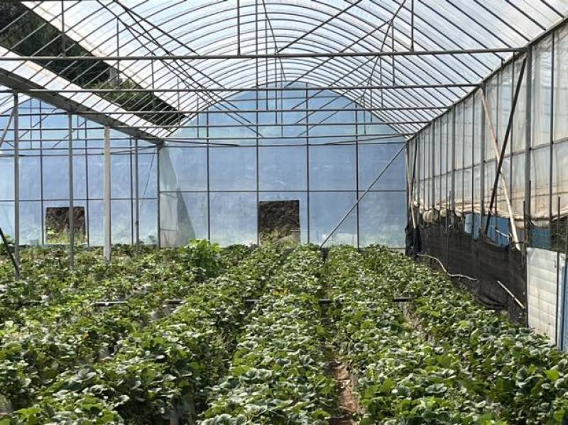 云南夏季红颜双流草莓烘培蛋糕奶茶商用口感酸甜
