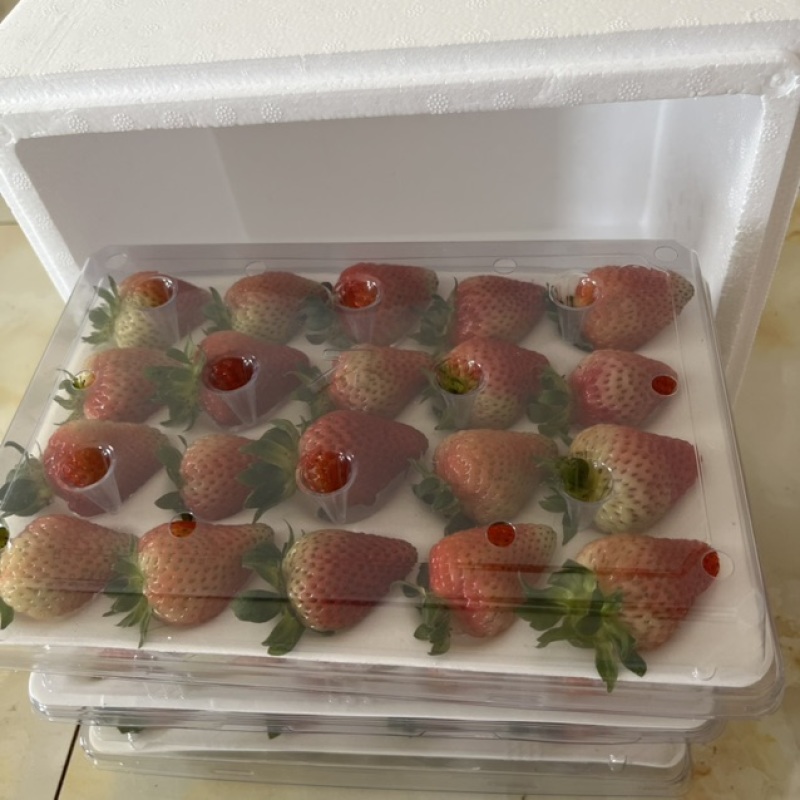 云南夏季红颜双流草莓烘培蛋糕奶茶商用口感酸甜