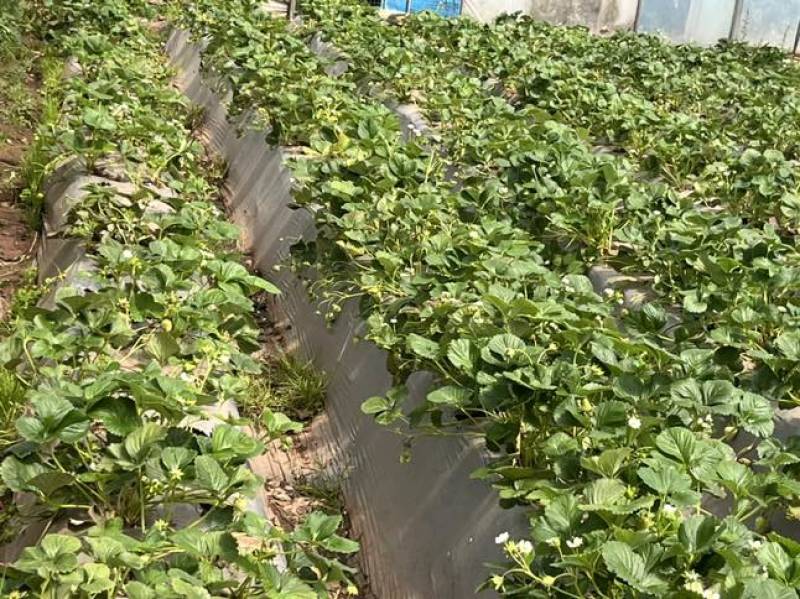 云南夏季红颜双流草莓烘培蛋糕奶茶商用口感酸甜