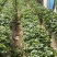 云南夏季红颜双流草莓烘培蛋糕奶茶商用口感酸甜