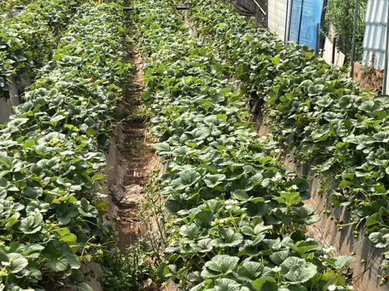 云南夏季红颜双流草莓烘培蛋糕奶茶商用口感酸甜