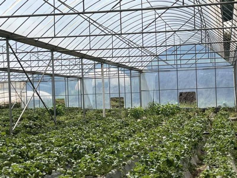 云南夏季红颜双流草莓烘培蛋糕奶茶商用口感酸甜