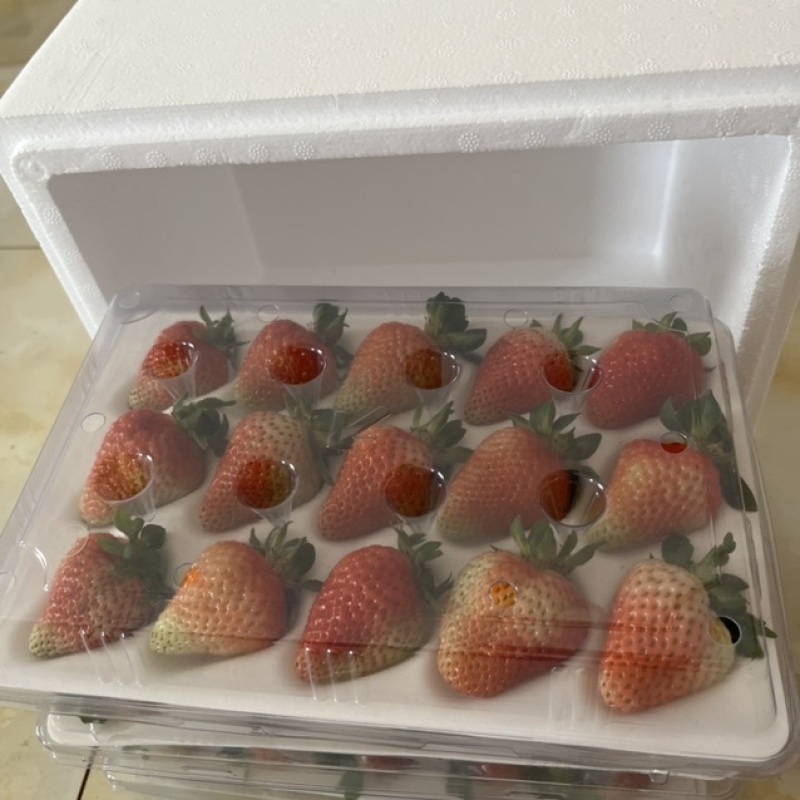 云南夏季红颜双流草莓烘培蛋糕奶茶商用口感酸甜