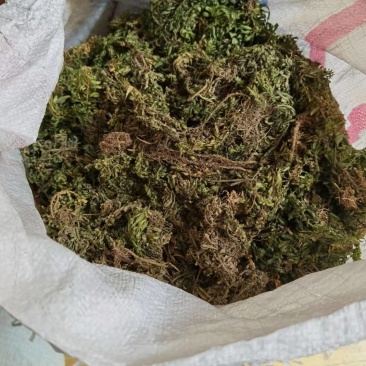种植千层塔