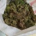 种植千层塔