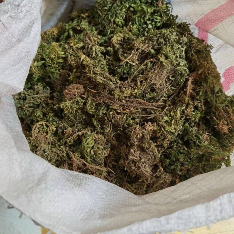 种植千层塔