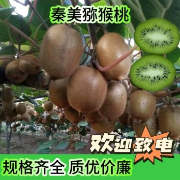 陕西汉中万亩产区秦美猕猴桃大量供货加工厂电商货