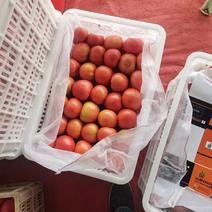 壶关西红柿，大量上市，产地直销，可视频，质量保证