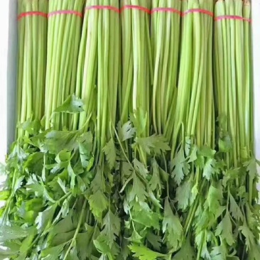 精品香芹