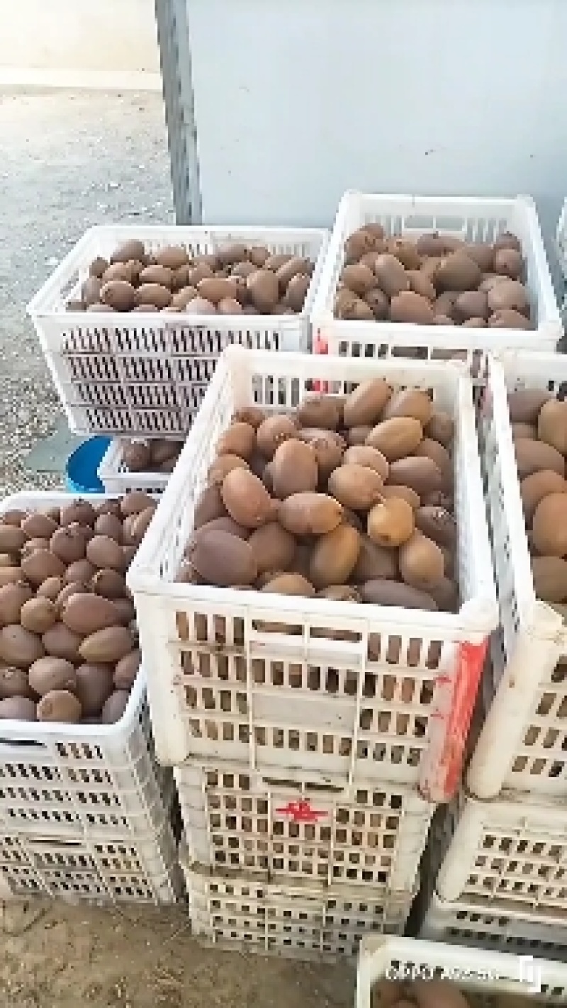 城固万亩翠香猕猴桃即将成熟上市。个头大，果面颜色好口感好