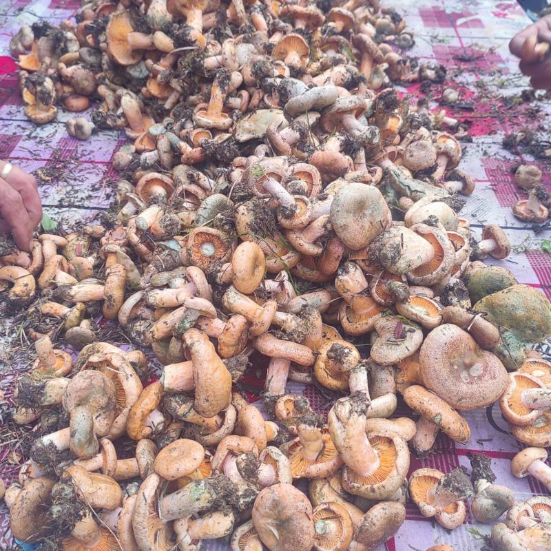 野生谷熟菌，未开伞，日供量1千斤