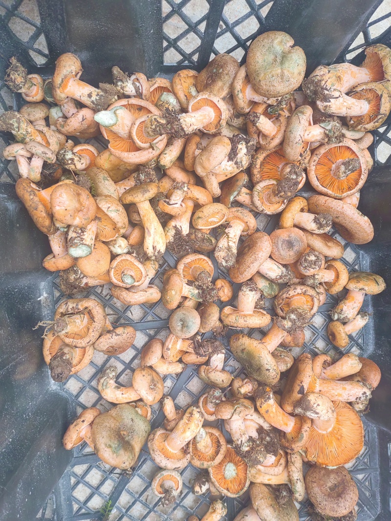 野生谷熟菌，未开伞，日供量1千斤