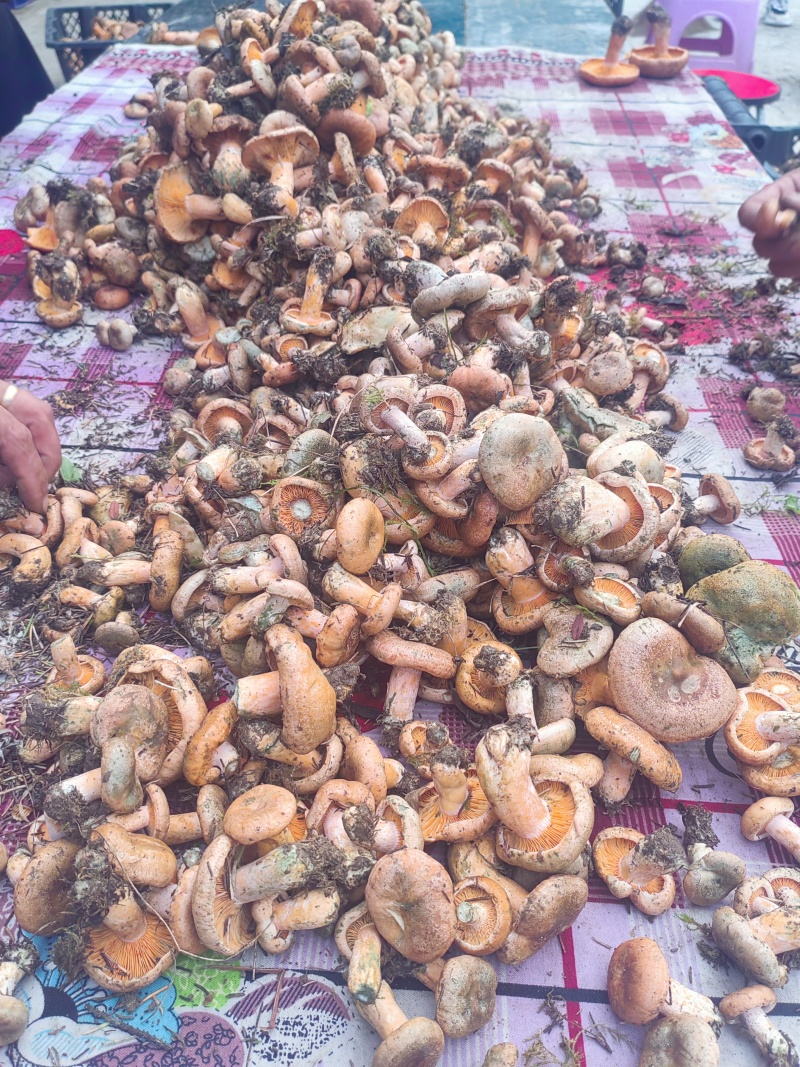 野生谷熟菌，未开伞，日供量1千斤