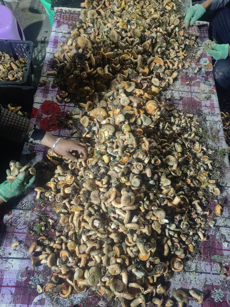 野生谷熟菌，未开伞，日供量1千斤