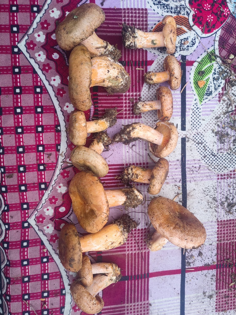 野生谷熟菌，未开伞，日供量1千斤