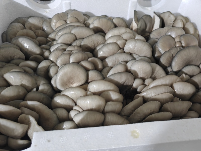 内蒙多伦反季节种植基地平菇销售，价格随行情，欢迎老板骚扰